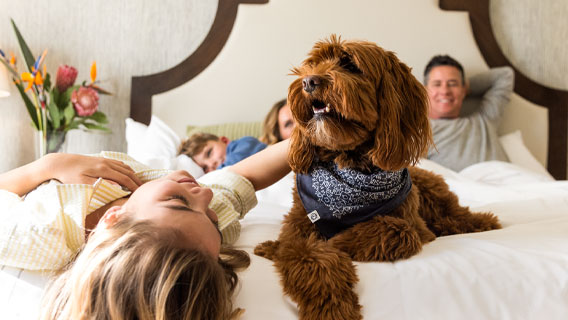 Family in a hotel room with dog posing on bed