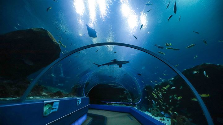 Girl at Aquarium