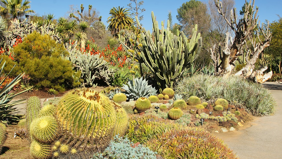 Desert Botanical Garden