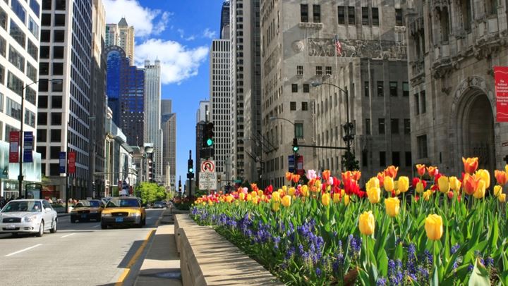 City street lined with tulips