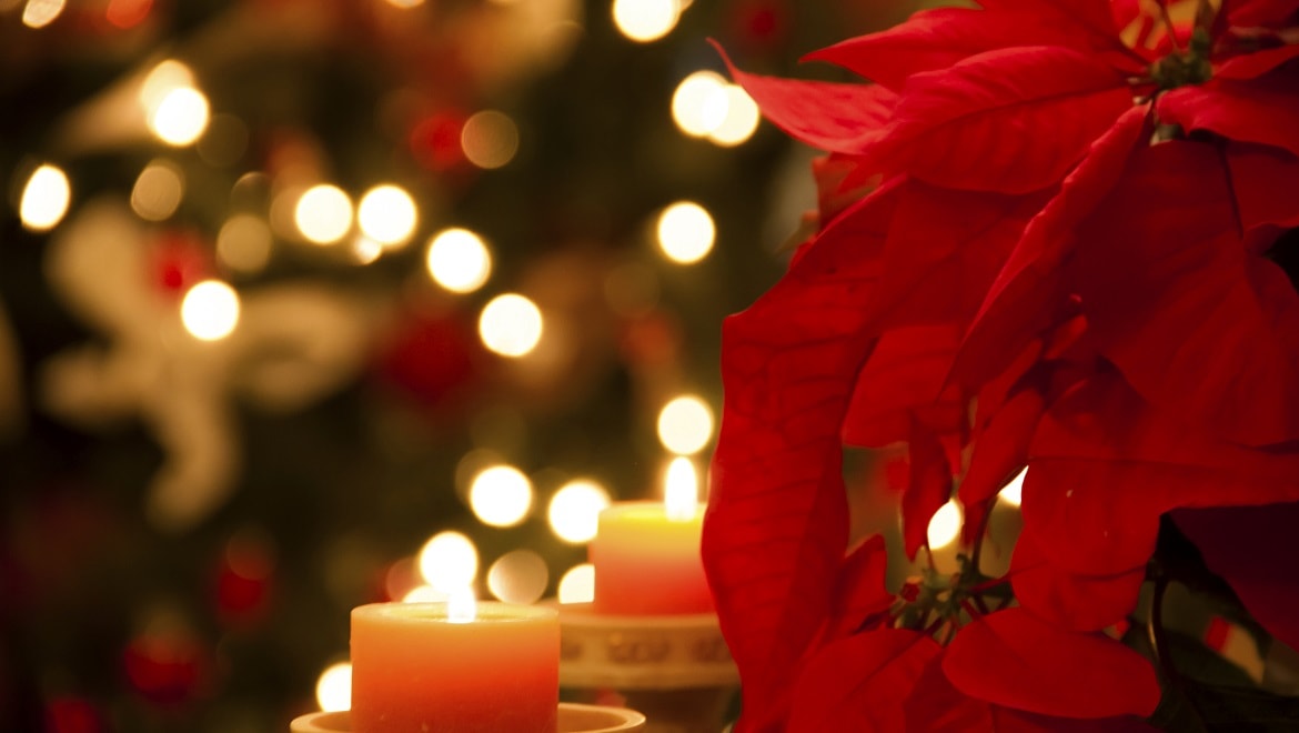 Poinsettia and christmas lights. 