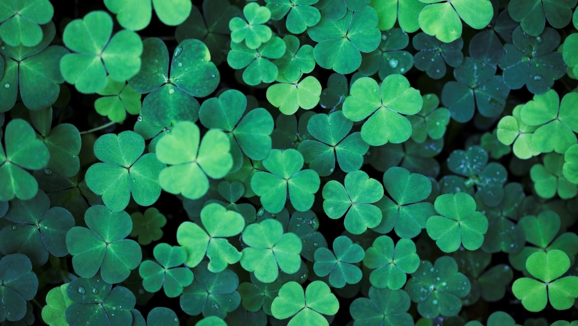 Shamrocks