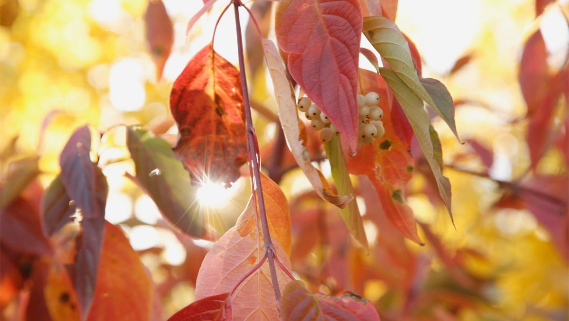 Fall leaves