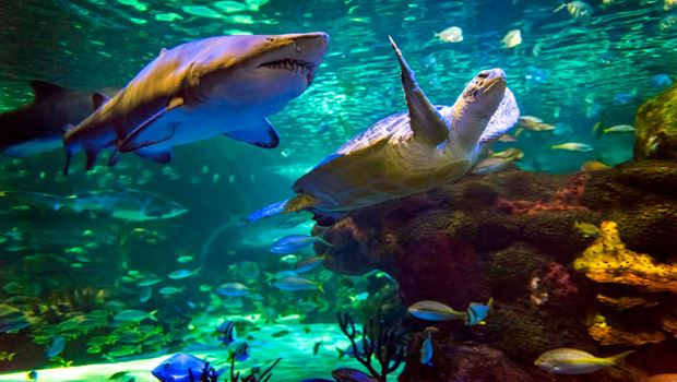 Stay and Explore Ripley&#39;s Aquarium