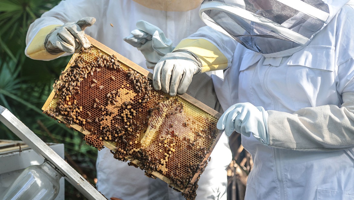 Sprouting Project Apiary