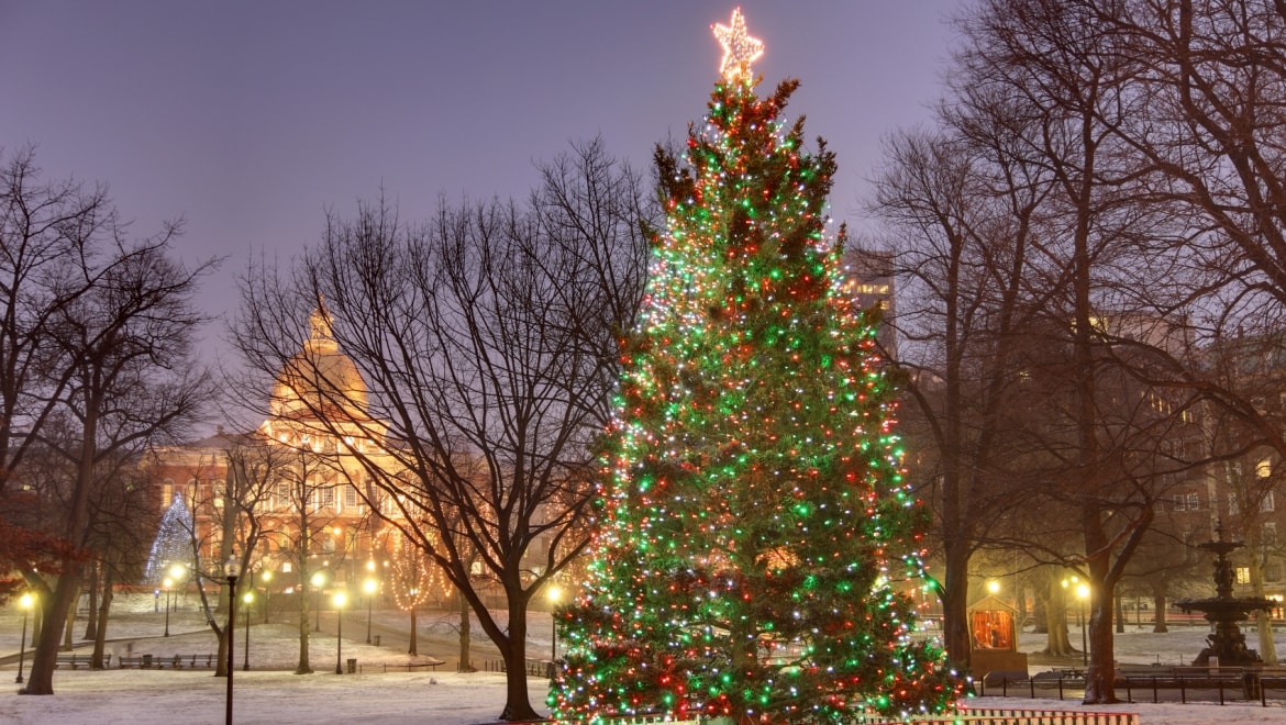 Christmas tree in park