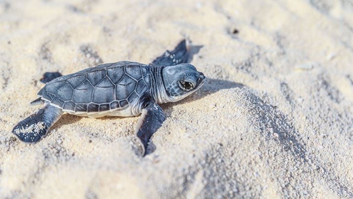 Baby sea turtle