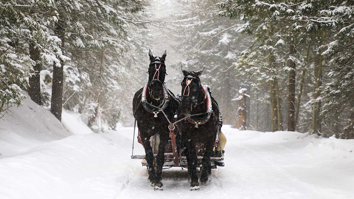 Horse drawn carriage