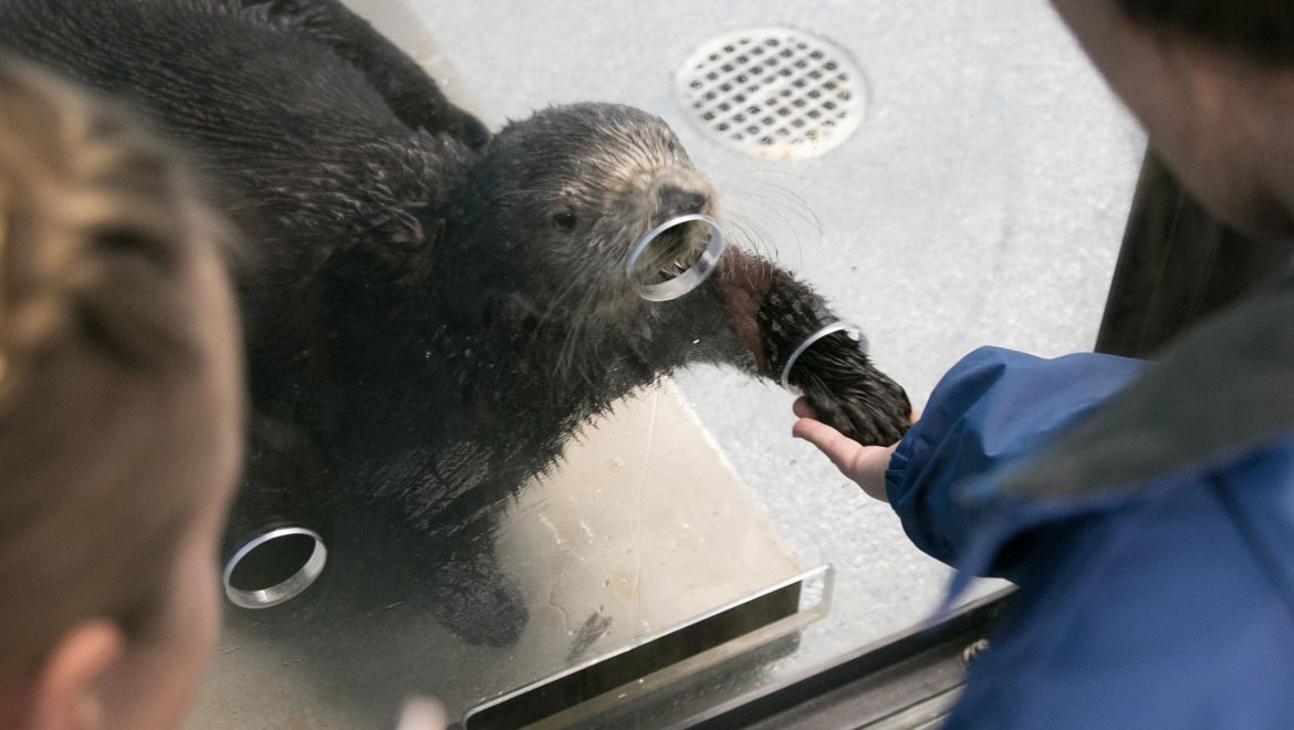 Sea Otter Experience Audobon Aquarium