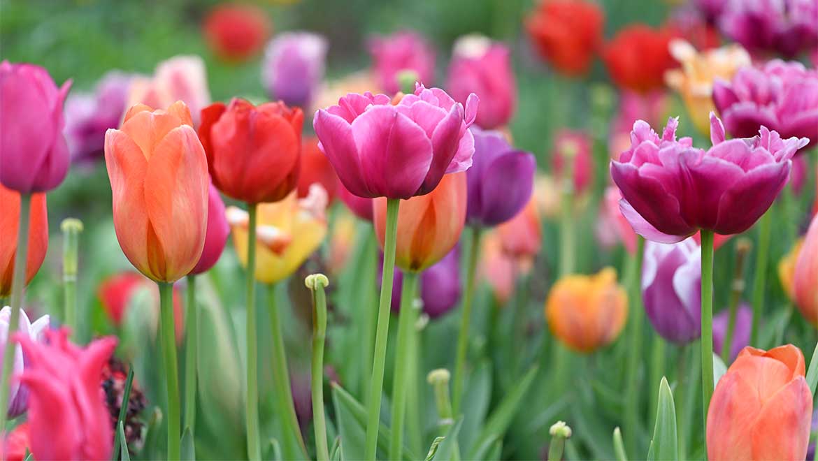 Field of flowers