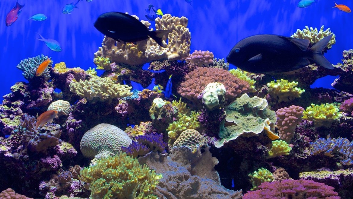 Aquarium in La Jolla