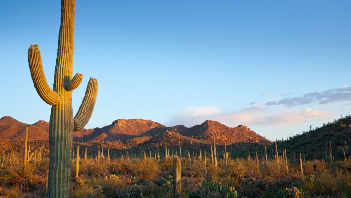 Saguaro National Park