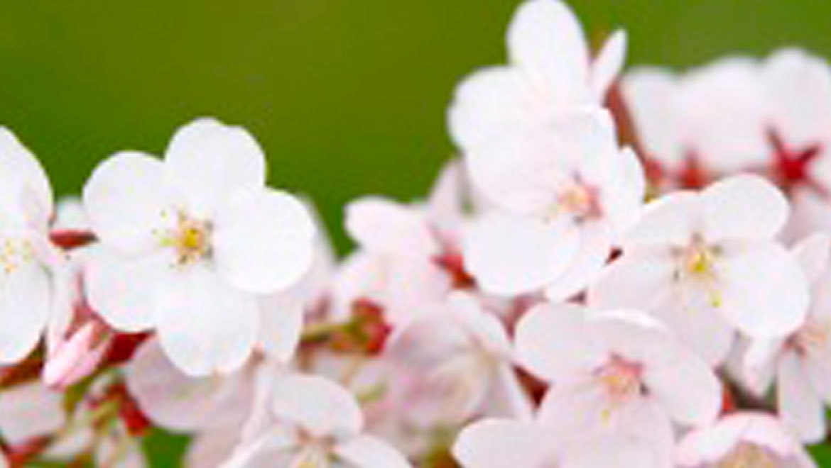 Cherry blossom in Washington DC